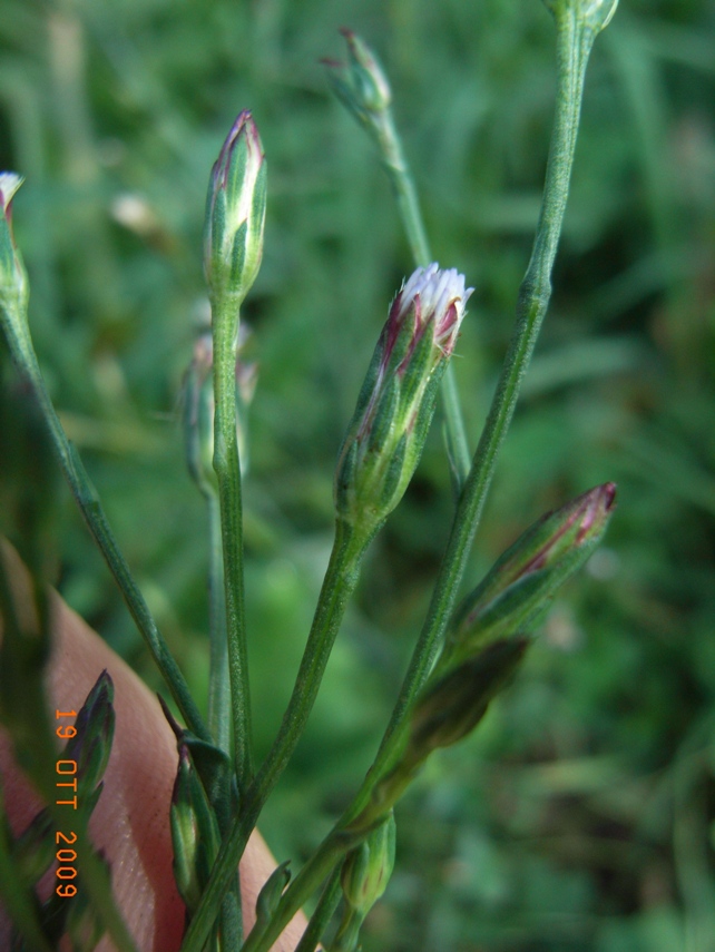 Symphyotrichum squamatum / Astro autunnale